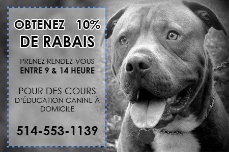 Entraîneur pour chien à Montréal : Tarifs pour cours et ateliers – Cours & Dressage pour chien,  comportement canin à Montréal et Québec !