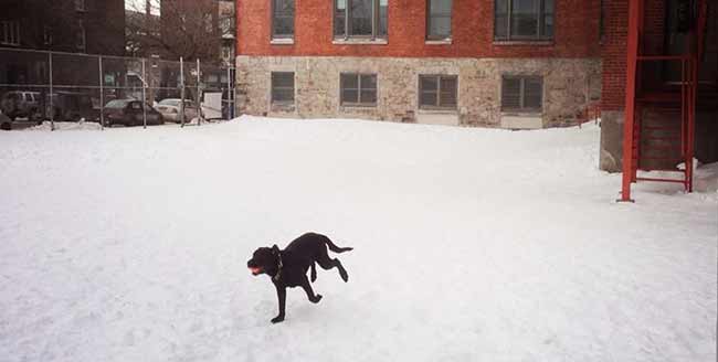 Cours de dressage pour chiens a Montréal à domicile par éducateur canin