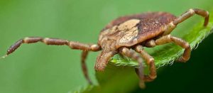maladie lyme tique