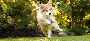 probleme jappement chien