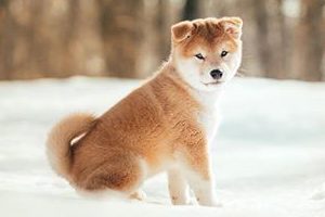 Le Shiba Inu Dressage et ducation Cours Dressage pour chien