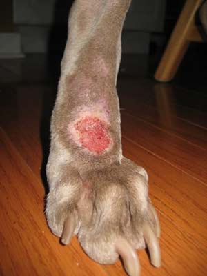 symptomes et traitement hot spot chien