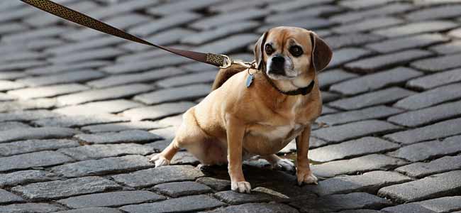 Top 3 des à éviter pour rendre chien / chiot en une semaine ! – Cours & Dressage pour chien, comportement canin à Montréal et Québec !