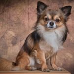 petite race chien chihuahua