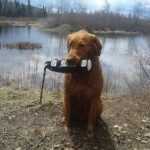 Entraînement chien de chasse