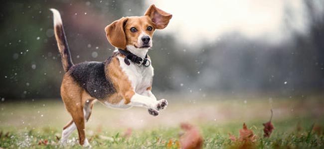 beagle chien chasse