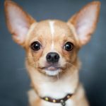 chihuahua poil court