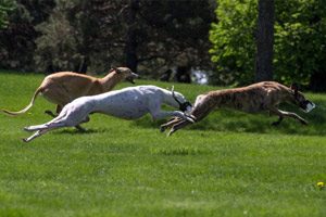 course lévriers Greyhound