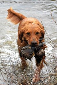 Golden retriever chasse