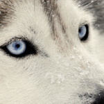 race chien yeux bleus