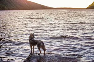 race chien husky