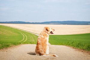 chien liberté rappel fugue