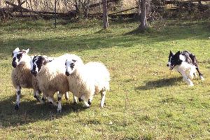 éducation chien berger border collie
