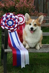 éducation chien berger