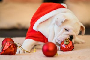 chiot chien dressage cadeau