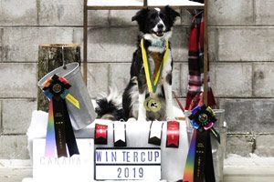 chien berger dressage entraînement