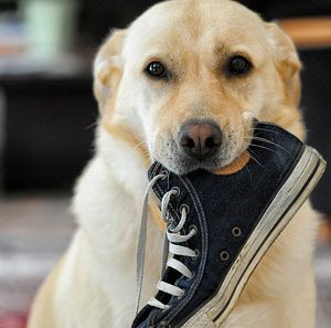 chien vole souliers