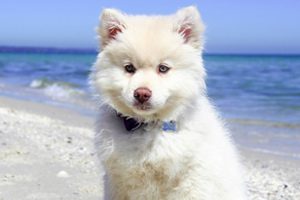 cours maternelle maître chien
