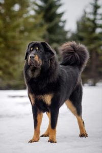 chien rarissime dressage