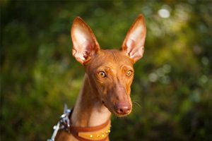 chien lévrier rare