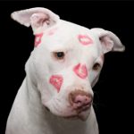 chien bon pour la santé