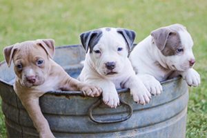 astuces dressage chien