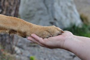 chien malade