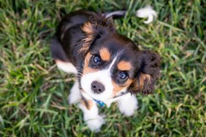 chien chasse dressage