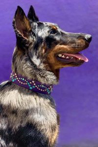 cours obéissance chien berger