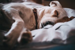 chien gâté lit divan
