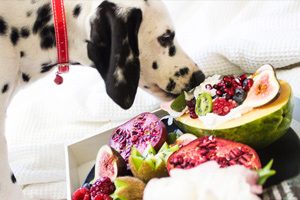 chiot vomissement causes