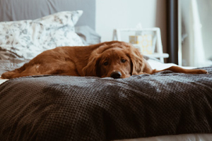chien gémissement solutions