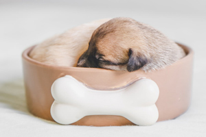 alimentation canine maison