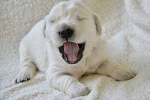 accoupler chien