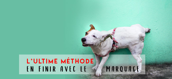 Spray Anti-pipi Et Anti-marques Pour Chiens Et Chats - 120 Ml - Pour éduquer Chiot Et Dissuader Des Déjections/griffures Sur Meubles Et Tapis