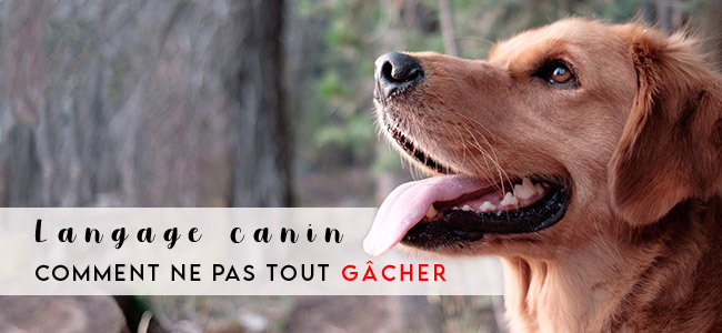 Les parcs canins du Québec — On va se promener?