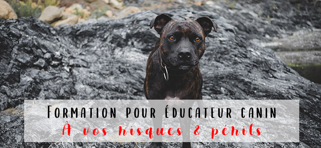 formation comportementaliste canin quebec france suisse belgique