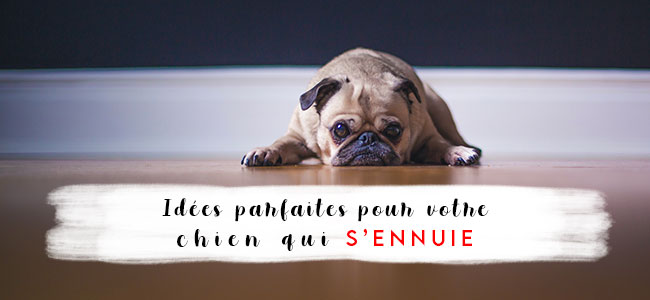 Pour les paresseux – Comment épuiser son chien sans efforts ! – Cours &  Dressage pour chien, comportement canin à Montréal et Québec !