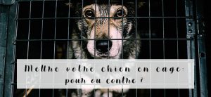 laisse-chien-dehors-absence