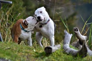 eviter conflit entre chiens