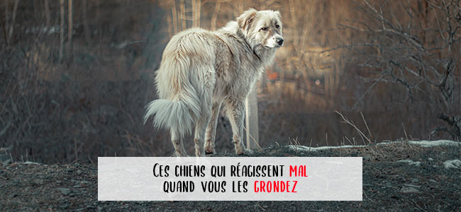 chien qui mord quand on le gronde