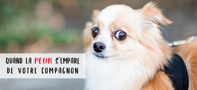8 astuces et conseils pour mieux comprendre et aider le chien peureux – Cours & Dressage pour chien, comportement à Montréal et Québec !