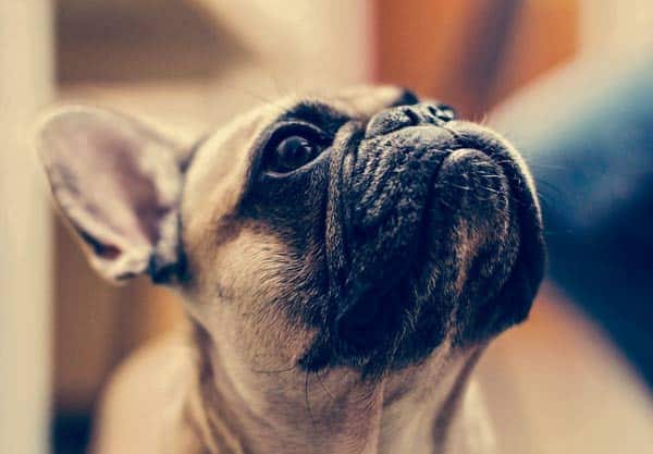 chiot-fluffy-frenchie