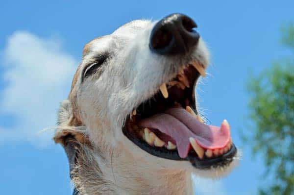 chien-chiot-haleine-odeur-forte