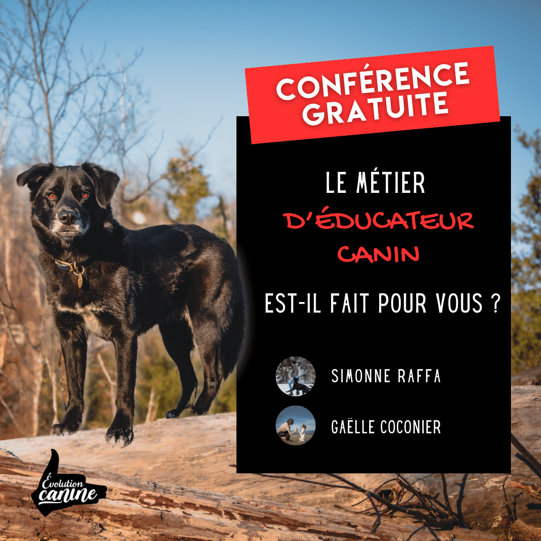Formation-professionnel-educateur-canin-intervenant