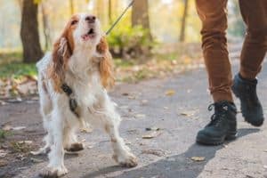 techniques-réactivité-formation-canin-réactif