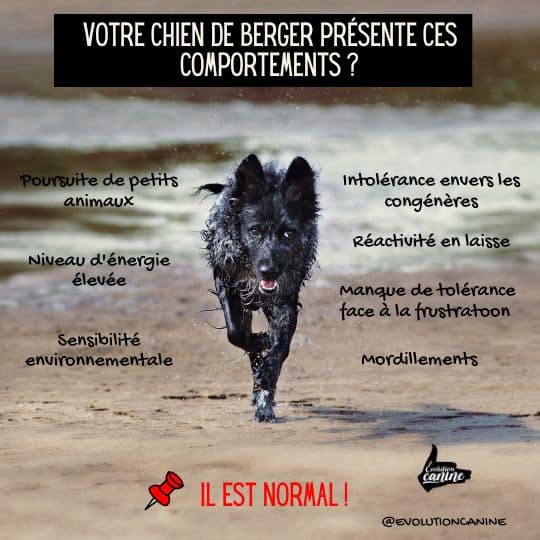 medication pour chien réactif