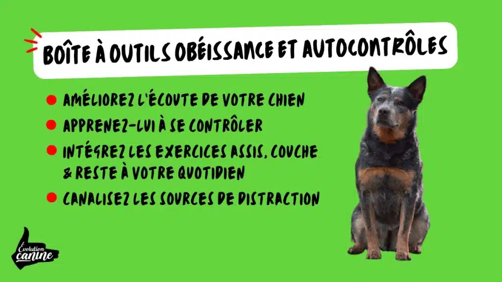 education canine à trois-rivières