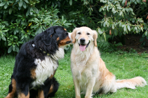 chien débat éducation canine