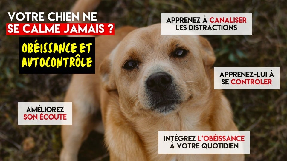 cours obéissance pour chiens et chiots à shawinigan
